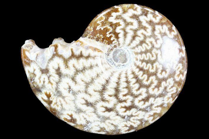 Polished, Agatized Ammonite (Cleoniceras) - Madagascar #117424